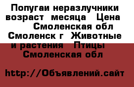 Попугаи неразлучники возраст 3месяца › Цена ­ 800 - Смоленская обл., Смоленск г. Животные и растения » Птицы   . Смоленская обл.